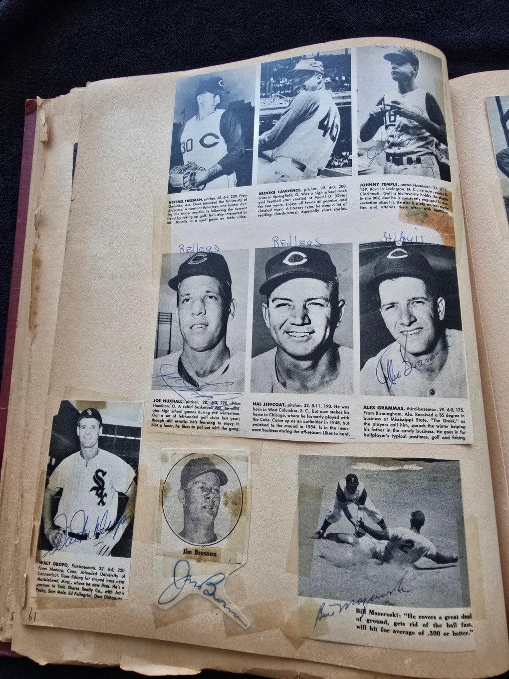 1950s Baseball Football Basketball Scrapbook /w Approximately 350 Autographs Rogers Hornsby x 3 Loaded